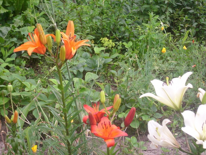 DSCI0823 - flori din gradina mea