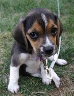 Beagle-Puppy - Beagle puppy