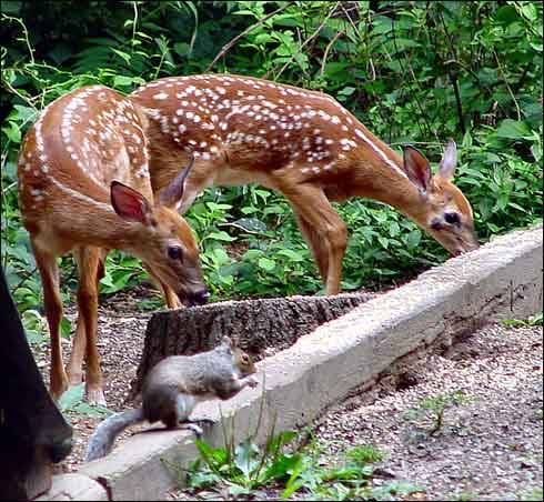 caprioare - poze cu animalute