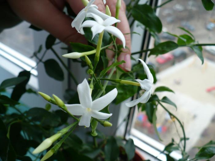 P1070886 - Iasomie de camera - Jasminum