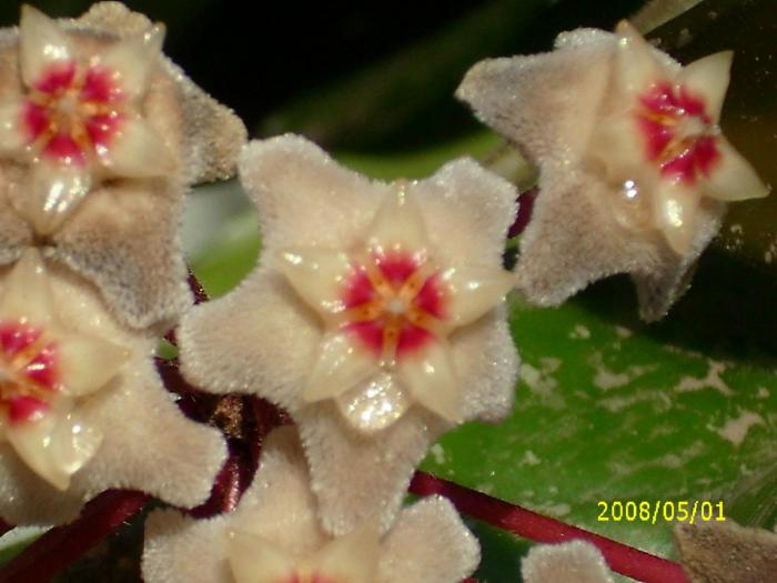 hoya carnosa vivi23ro - flori