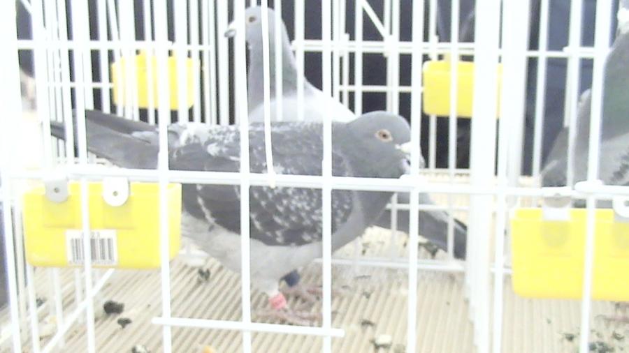 Copy (2) of Picture 999 - balcaniada targoviste 2008