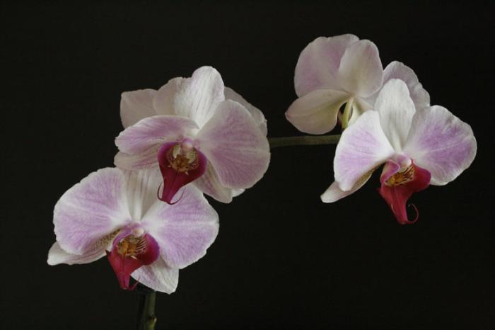 phalaenopsis