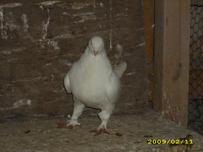 femela 2008 - nastase