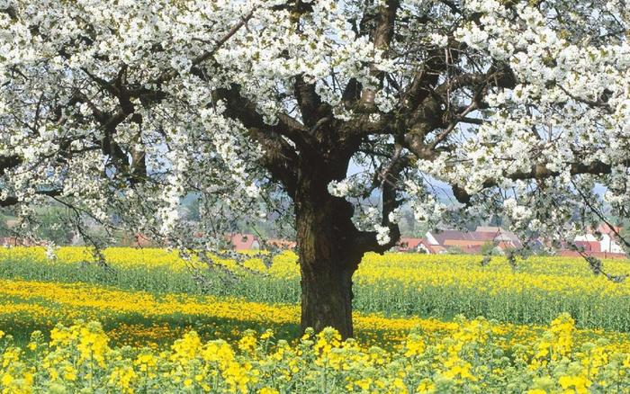 NATUUR-BOOM-DUITSLAND-19NOV07-1 - 171 - Nature Wallpapers