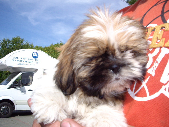 Shi-Tzu; fetita 2 luni in vanzare
