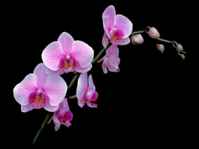 phalaenopsis_pink2 - diverse