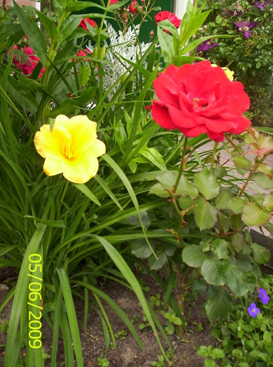 Hemerocallis si trandafir 5 iun 2009 - hemerocallis