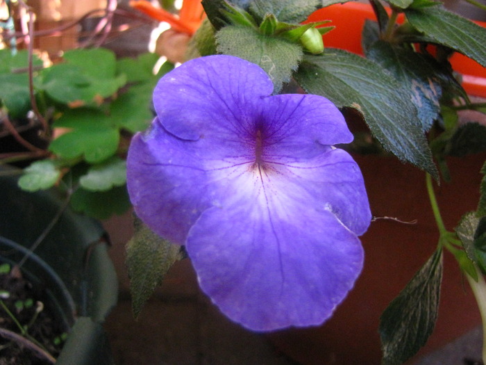 Achimenes (gh. Snow Princess) 7 sept 2009