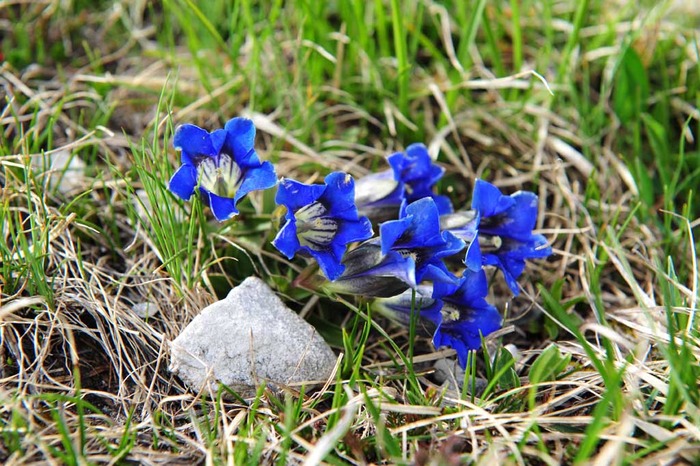 Dolomiti_13 - flori- gradini