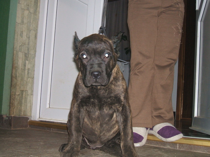 londa - dogo canario