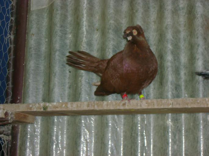 DSC01056 - o parte din campionii mei