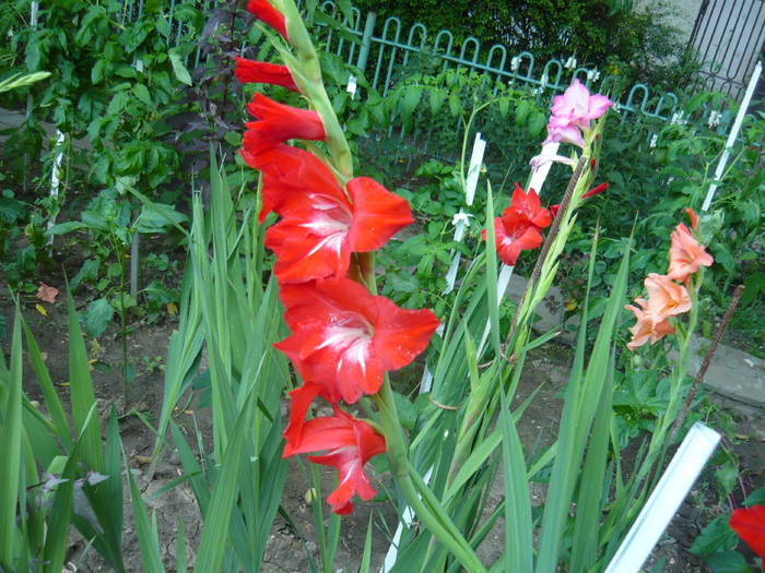 P1000916 - GLADIOLE SI CRINI