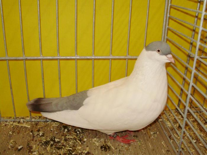 15312 koln 0 - 1505 partea 7