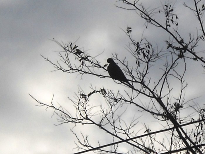 Picture 266 - aspecte insecte si alte vietati de prin paduri si parcuri