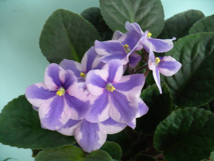 P1120773 - Saintpaulia - violete de camera