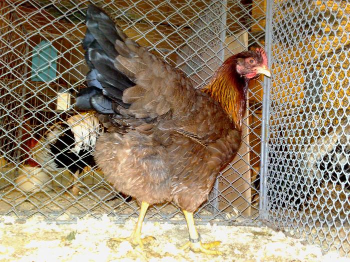 2009-02-15_14-26-06_150220091127