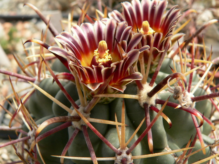 glandulicactus_crassihamatus_fl - genul Ancistrocactus