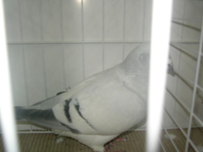 SANY0245 - poze expo 2009