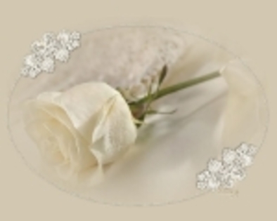 1fa753c5_0010000353640_00_150 - Trandafiri albi