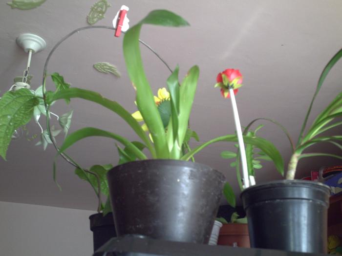 guzmania - plante-2009