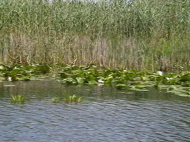 IMGA0865 - In Delta Dunarii- Mila 23-iunie 2009