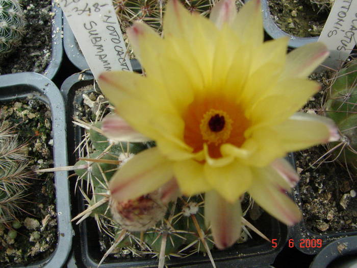 DSC05986 - 2009 Iunie
