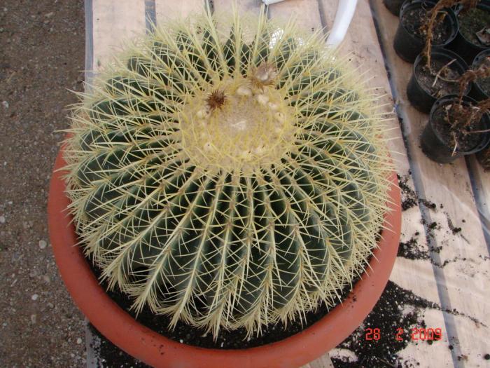 Echinocactus grusonii - 2008