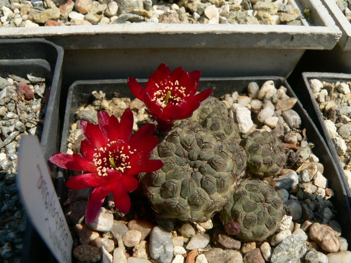 sulcorebutia_pasopayana_1 - genul Rebutia