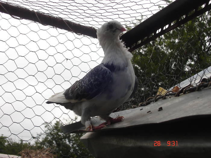 49 - C Porumbei Blueti si Satineti Vechi