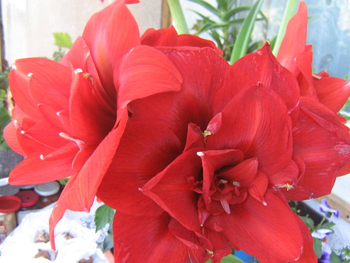 phottos 143; red nimph
