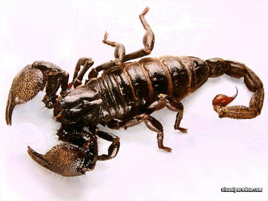 scorpion - wallpaper