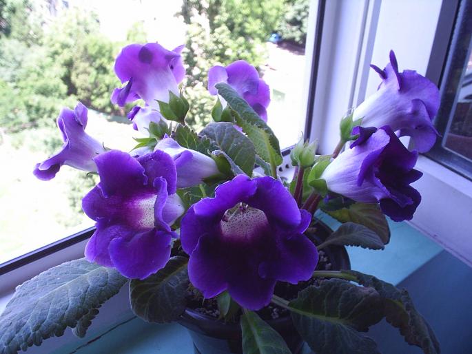 PIC_0008 - Gloxinii
