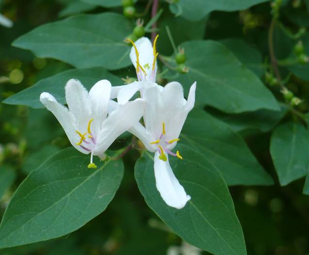 Lonicera