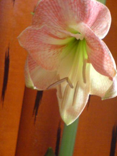 LRHWZGVSCRMRUCBVMTT - hippeastrum