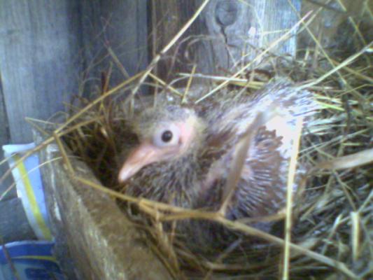 pui-puiutz... - Roller de colectie