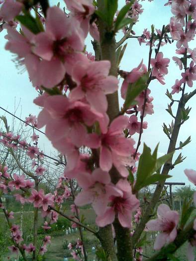 floare de nectarin - Pomii si arbusti fructiferi