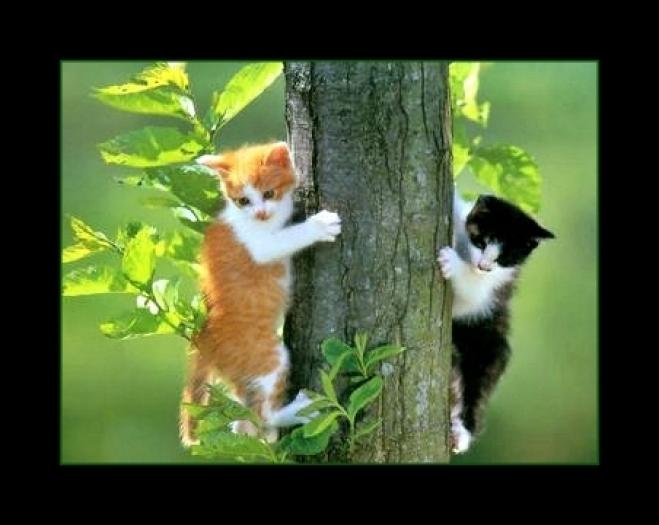 pisicutze in copac - animale
