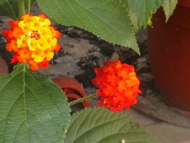 Picture 036