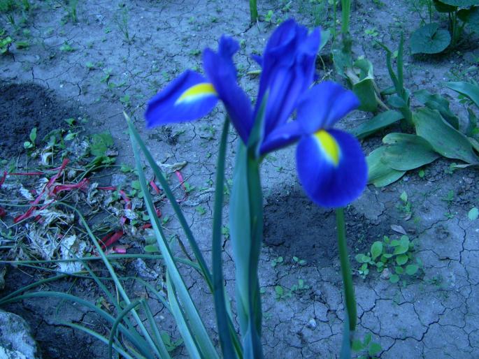 iris albastru