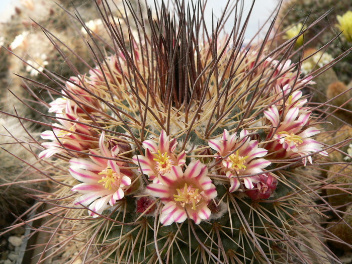 mammillaria_papasquiarensis_1