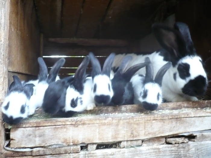 poze iepuri 2504 510 - femele cu pui din 1-10 iunie actuali