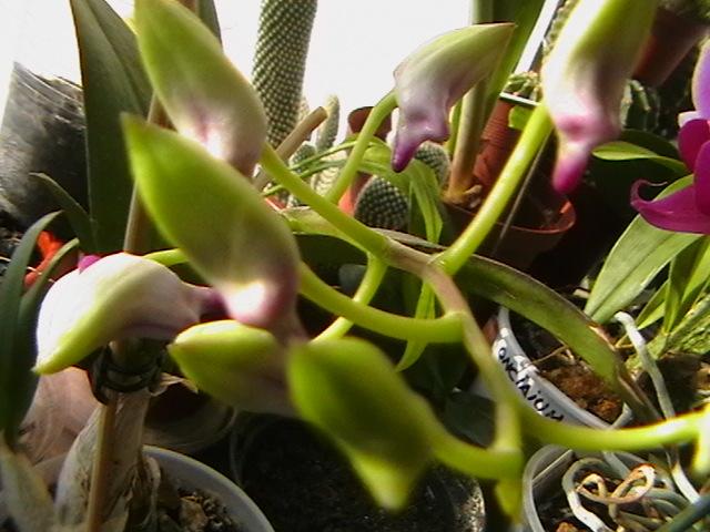 22.02 - orhidee 2009