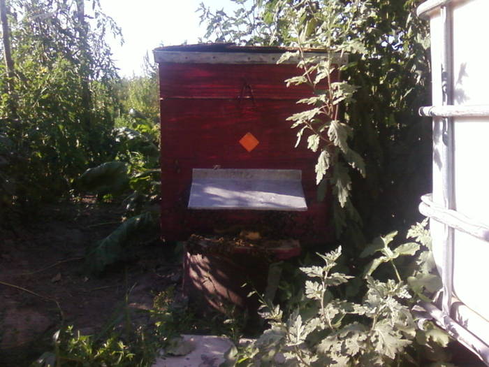 Fotografii-0041 - apicultura