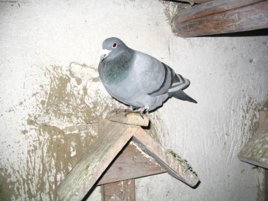 Mascul 2006