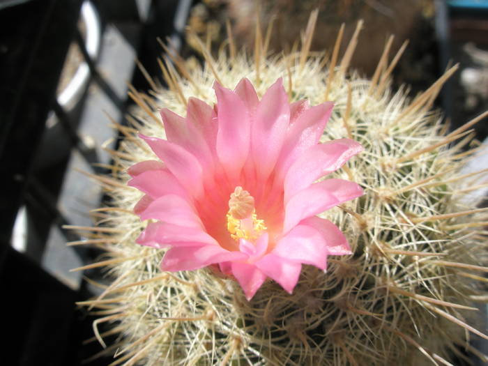 Notocactus gutierezii - floare - Notocactus