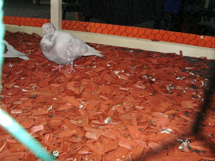 gol 3 - 1506 2 porumbei rz