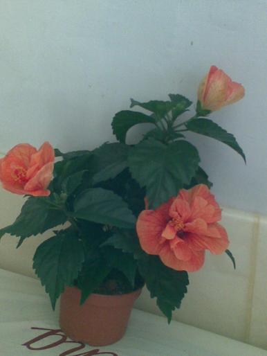 hibiscus cu flori uriase - flori 2008