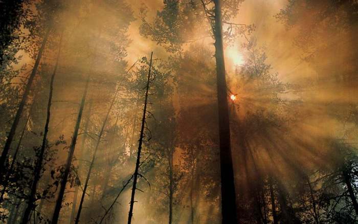 _nature_Forest_Fire_the_Morning_After - 171 - Nature Wallpapers