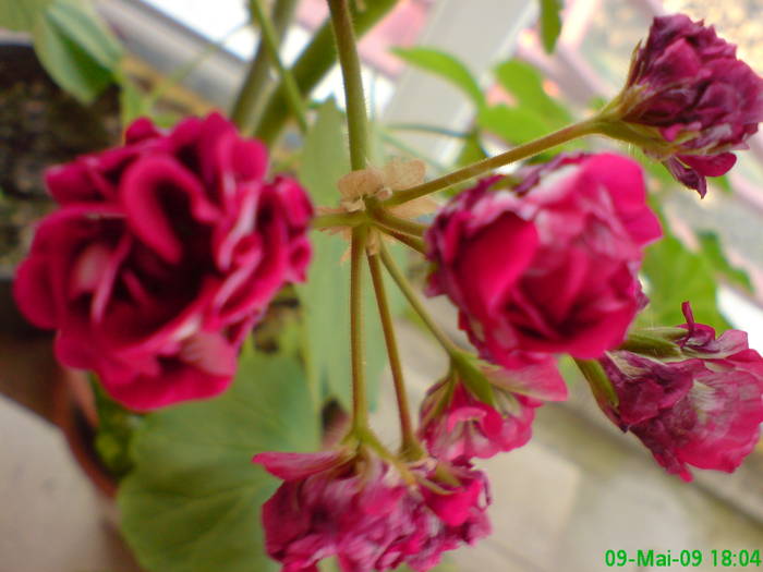 Trandafiras - Muscatele Penelopei
